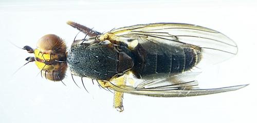 Pherbellia cinerella
